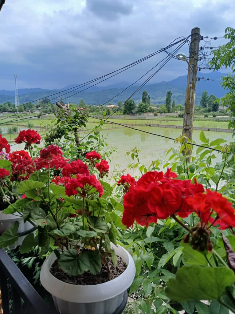 اجاره روزانه کلبه چوبی عشقی در ماسال