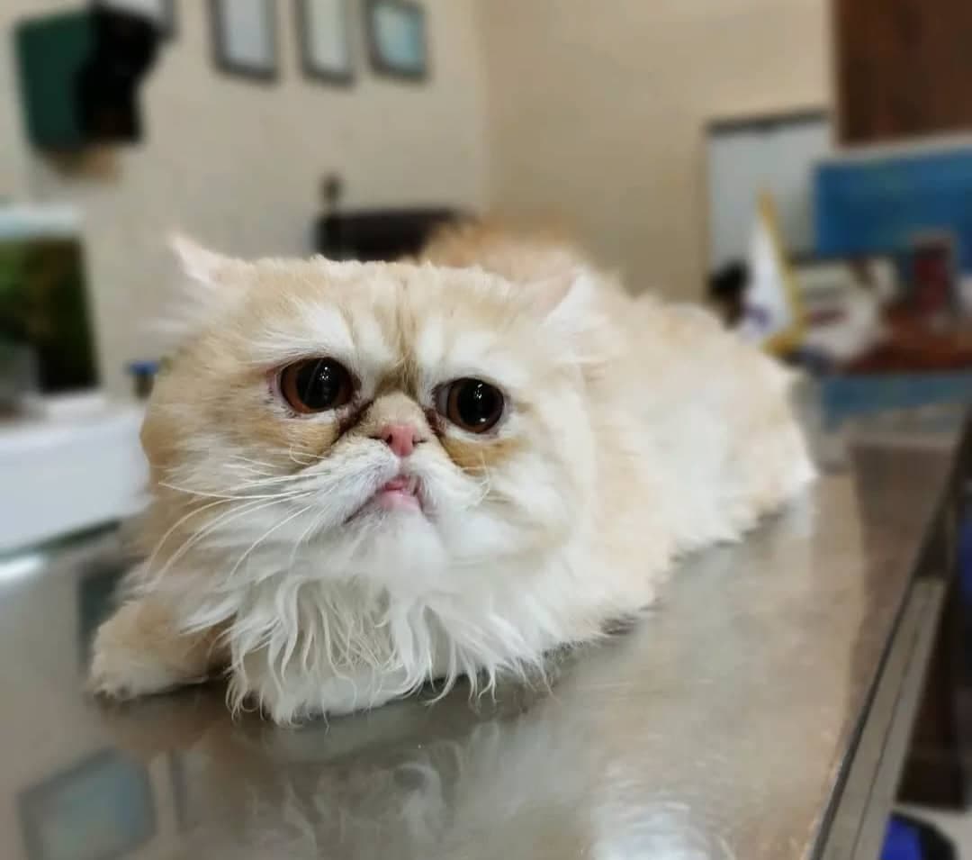 کلینیک دامپزشکی دکتر آساره در خرم آباد