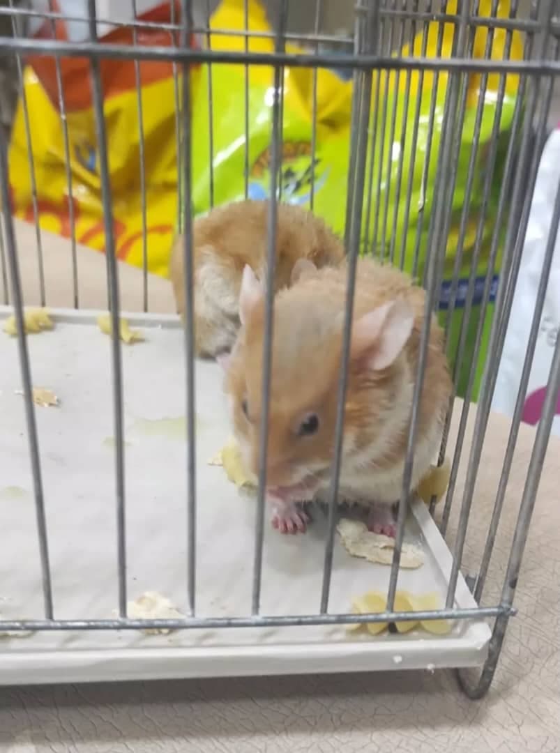 کلینیک دامپزشکی دکتر آساره در خرم آباد