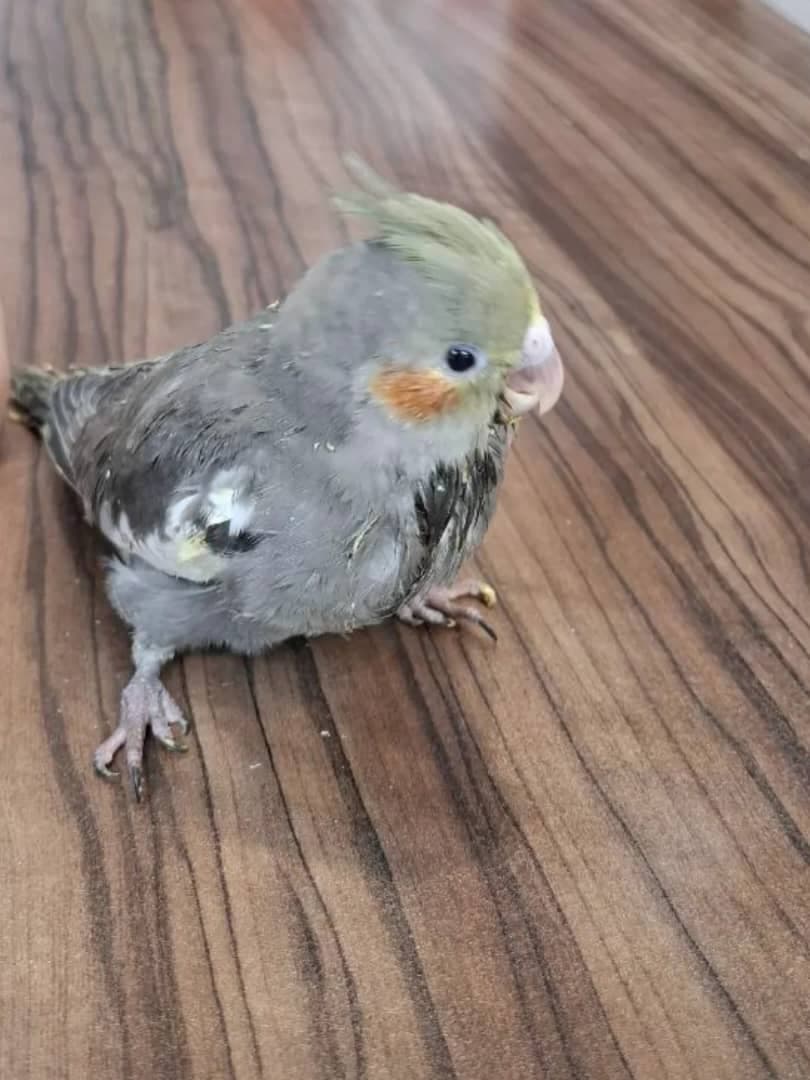 کلینیک دامپزشکی دکتر آساره در خرم آباد