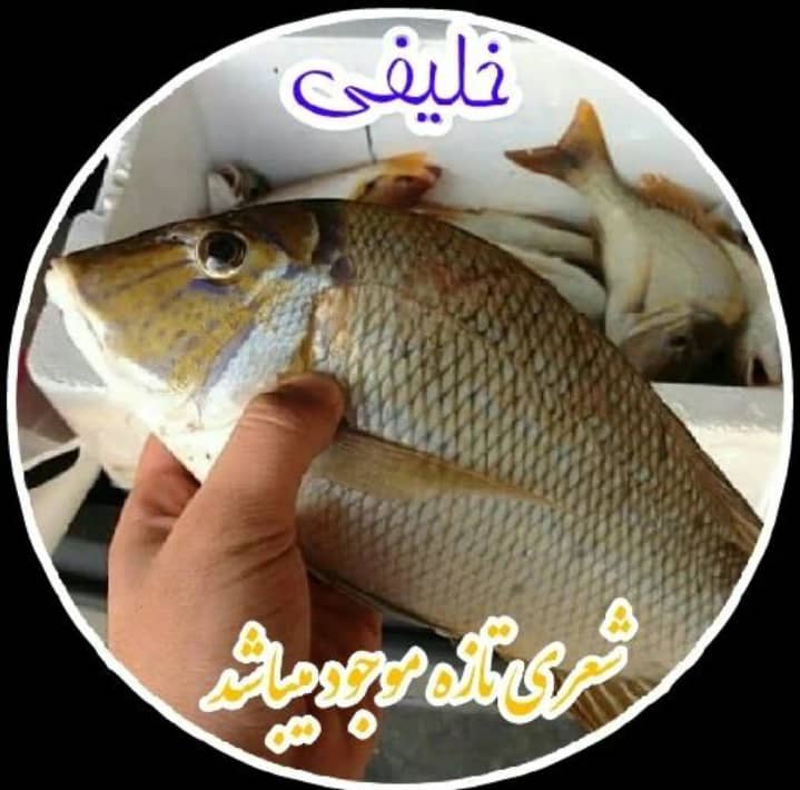 ماهی فروشی خلیفی در خوزستان