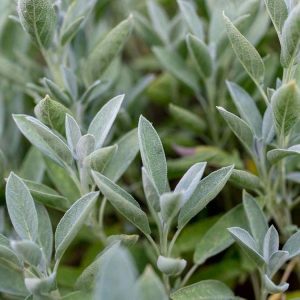 خواص مریم گلی و خاصیت دارویی آن
