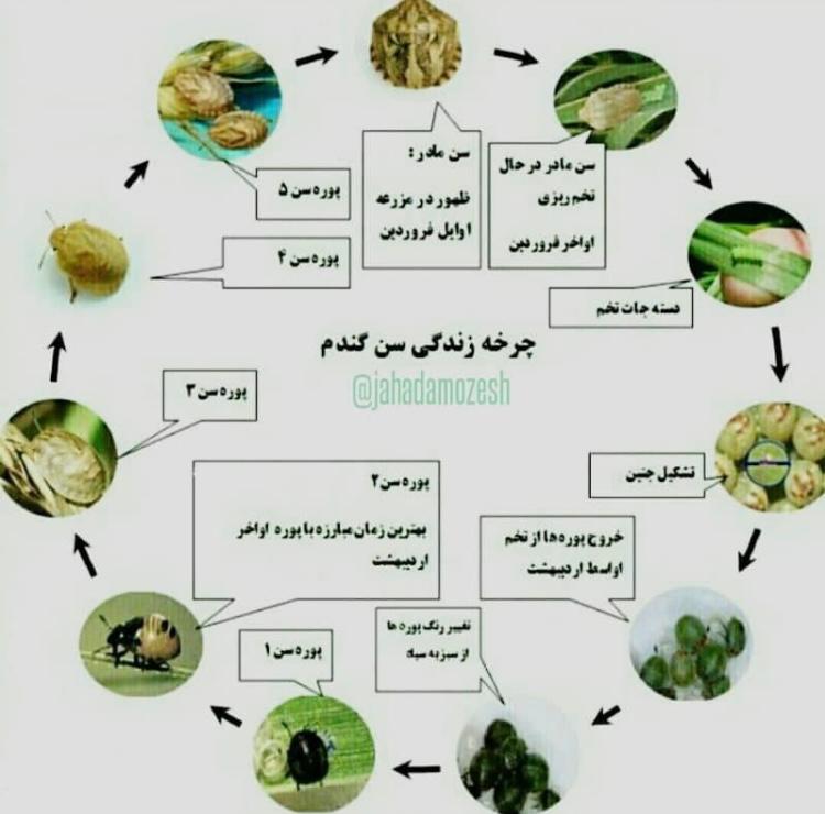 فروشگاه خدمات کشاورزی افراسبز در بندرگز ،آدرس فروشگاه خدمات کشاورزی افراسبز در بندرگز ،ایران مشاغل سامانه برتر ثبت مشاغل کشور