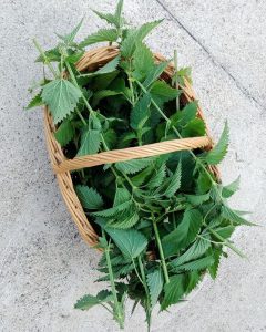 خواص درمانی گیاه گزنه ،گیاه گزنه ،ایران مشاغل سامانه برتر ثبت مشاغل کشور