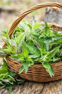 خواص درمانی گیاه گزنه
