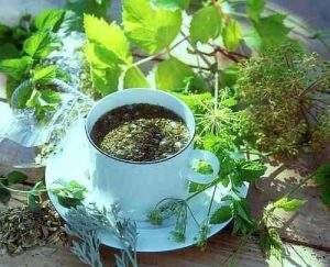 خواص درمانی گیاه گزنه ،گیاه گزنه ،ایران مشاغل سامانه برتر ثبت مشاغل کشور