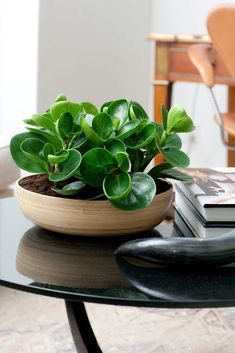 نگهداری از گل قاشقی چگونه است؟