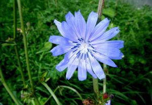 خواص عرق کاسنی برای بدن