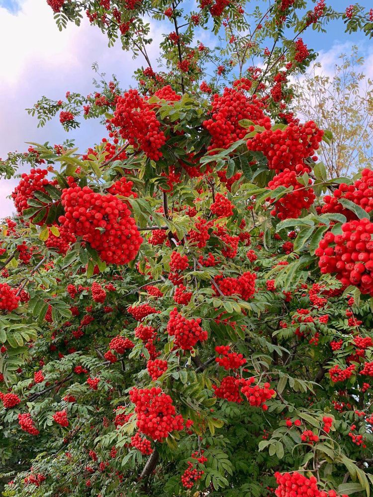 11 خواص زرشک برای بدن ،ایران مشاغل سامانه برتر ثبت مشاغل کشور