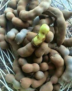 ۹ خاصیت ویژه تمبر هندی