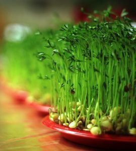 آموزش سبز کردن عدس برای سبزه هفت سین نوروز