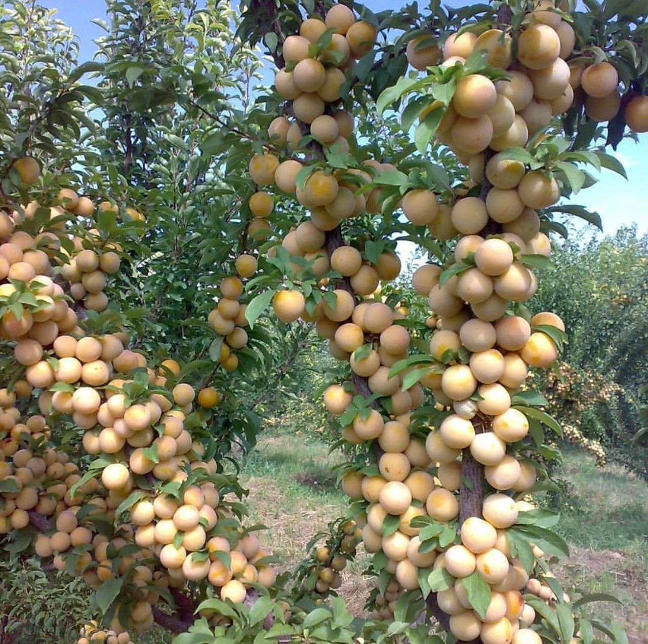 تولید و فروش و اصلاح نهال میوه باران نهال در ارومیه ،آدرس تولید و فروش و اصلاح نهال میوه باران نهال در ارومیه ،ایران مشاغل سامانه برتر ثبت مشاغل کشور