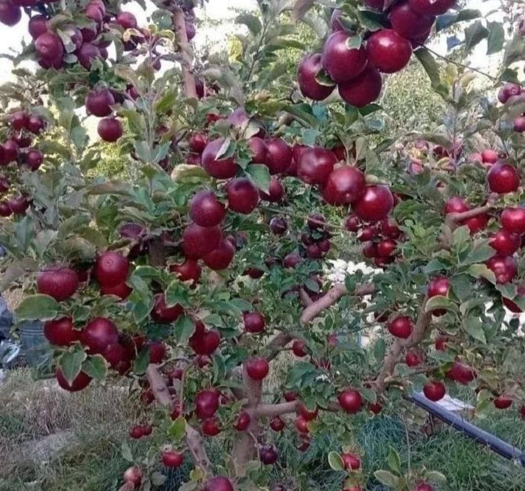 نهالستان بهار یک در میاندوآب ،آدرس نهالستان بهار یک در میاندوآب ،ایران مشاغل سامانه برتر ثبت مشاغل کشور