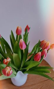 نگهداری گل لاله در آپارتمان