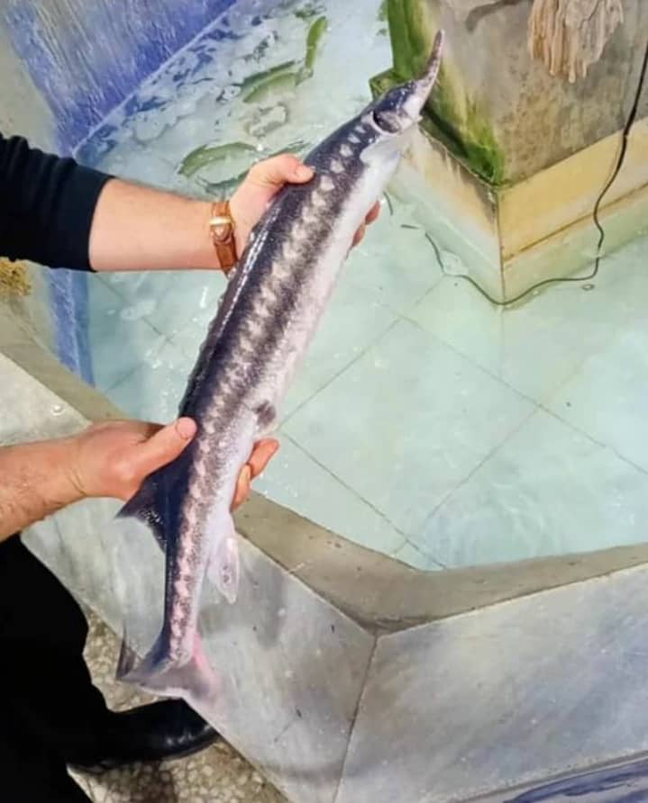 سوپر گوشت تربیت در تالش