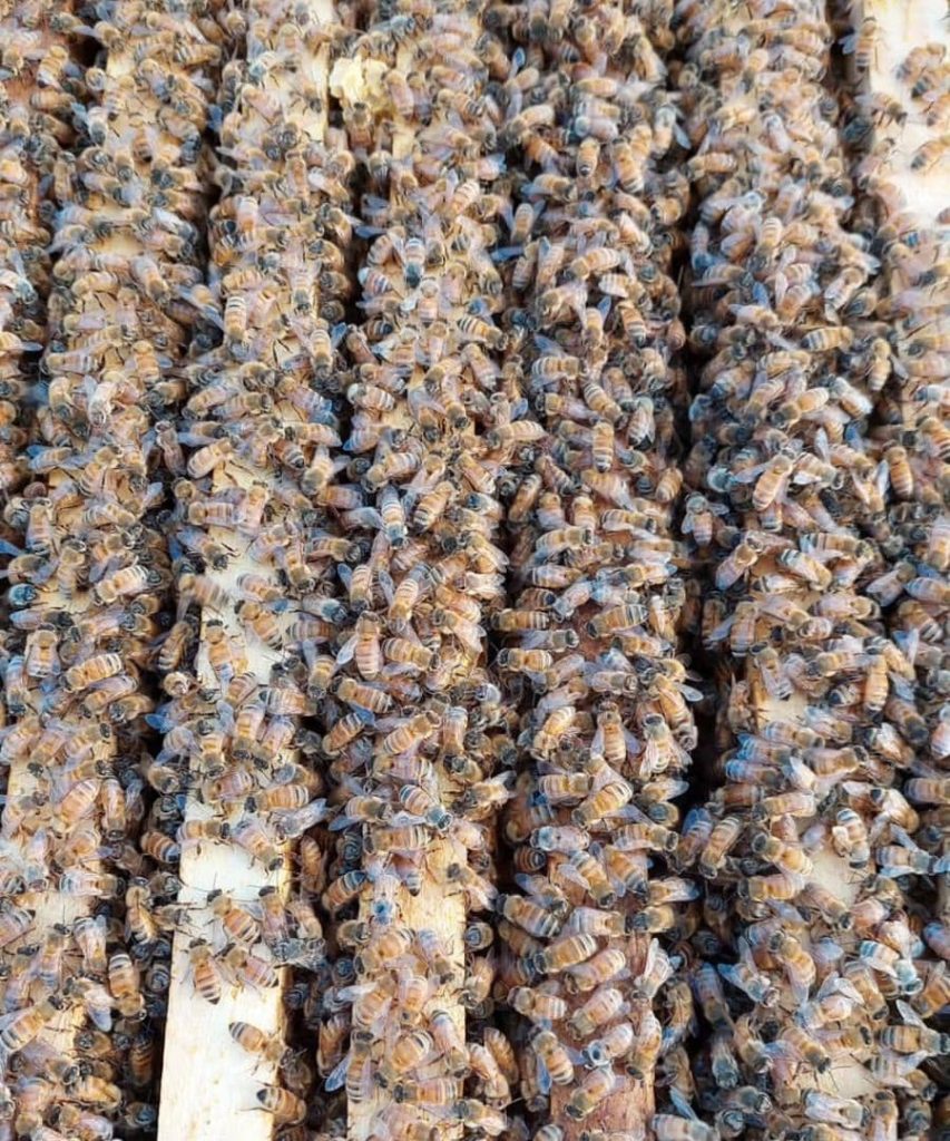 کارگاه آج و تصفیه موم و بسته بندی عسل دیالمه در فیروزآباد فارس