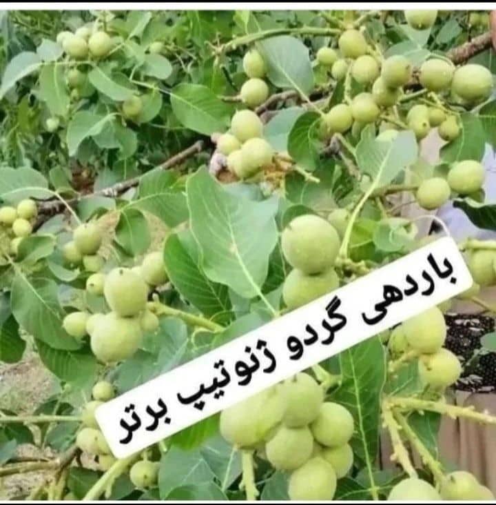 فروش نهال گلدانی و خوشه ای درخشان در شهرکرد ،آدرس فروش نهال گلدانی و خوشه ای درخشان در شهرکرد ،ایران مشاغل سامانه برتر ثبت مشاغل کشور 