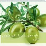 زیتون حاج صفری و پسران الیزه رودبار