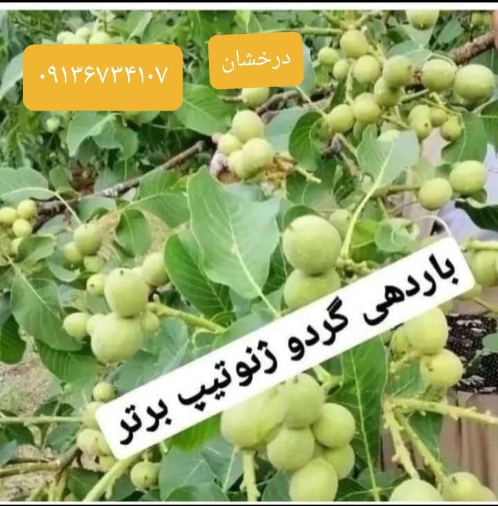 نهالستان درخشان در شهرکرد ، آدرس نهالستان درخشان در شهرکرد ، ایران مشاغل سامانه برتر ثبت مشاغل کشور