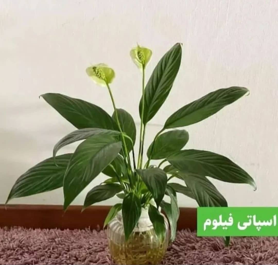 گلکده دنیای گل هستی در محلات مرکزی ،آدرس گلکده دنیای گل هستی در محلات مرکزی ،ایران مشاغل سامانه برتر ثبت مشاغل کشور 