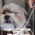 کلینیک‌ شبانه روزی حیوانات خانگی پتس هوم در تبریز