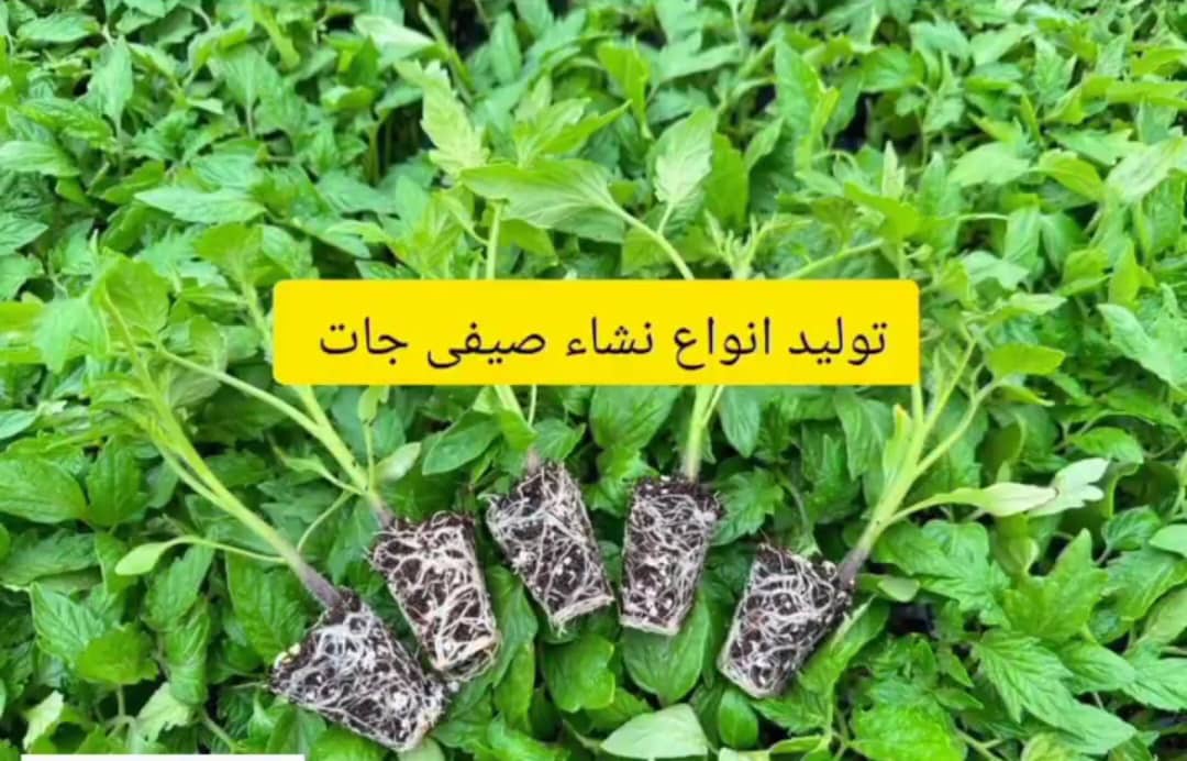 گلخانه تولید نشا گوجه صیفی جات کشت و صنعت فلاحی در مرودشت فارس ،آدرس گلخانه تولید نشا گوجه صیفی جات کشت و صنعت فلاحی در مرودشت فارس ،ایران مشاغل سامانه برتر ثبت مشاغل کشور 