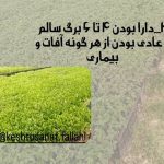 گلخانه تولید نشا گوجه صیفی جات کشت و صنعت فلاحی در مرودشت فارس