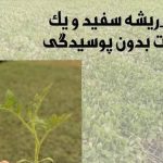 گلخانه تولید نشا گوجه صیفی جات کشت و صنعت فلاحی در مرودشت فارس