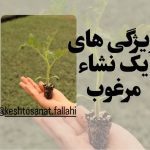 گلخانه تولید نشا گوجه صیفی جات کشت و صنعت فلاحی در مرودشت فارس