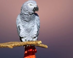 ویژگی های طوطی کاسکو و نگهداری آن