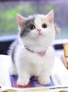 ۶ محصول برای کاهش اضطراب در گربه ها