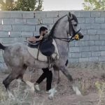 آموزش سوارکاری و خرید و فروش اسب سرخه در برازجان بوشهر