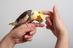 نژاد عروس هلندی چیست و نحوه نگهداری آن را بدانیم