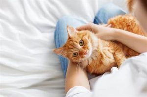 عوارض عقیم سازی گربه