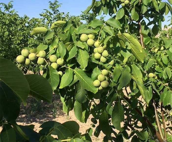 نهالستان ایران نهال سجاد همراهی در میاندوآب ، آدرس نهالستان ایران نهال سجاد همراهی در میاندوآب ، ایران مشاغل سامانه برتر ثبت مشاغل کشور