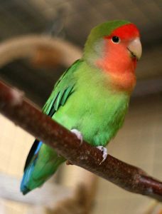درباره طوطی برزیلی