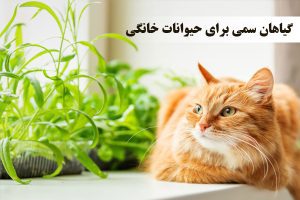 گیاهان سمی برای حیوانات کدام اند؟