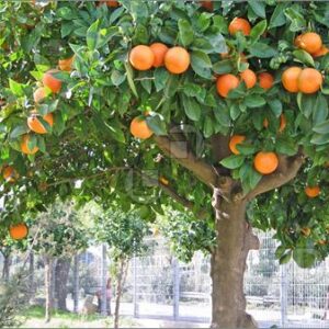 نهالستان و گلخانه برادران روحی در همت آباد ساری ، آدرس نهالستان و گلخانه برادران روحی در همت آباد ساری ، نهالستان و گلخانه در همت آباد ساری ، ایران مشاغل سامانه برتر ثبت مشاغل کشور