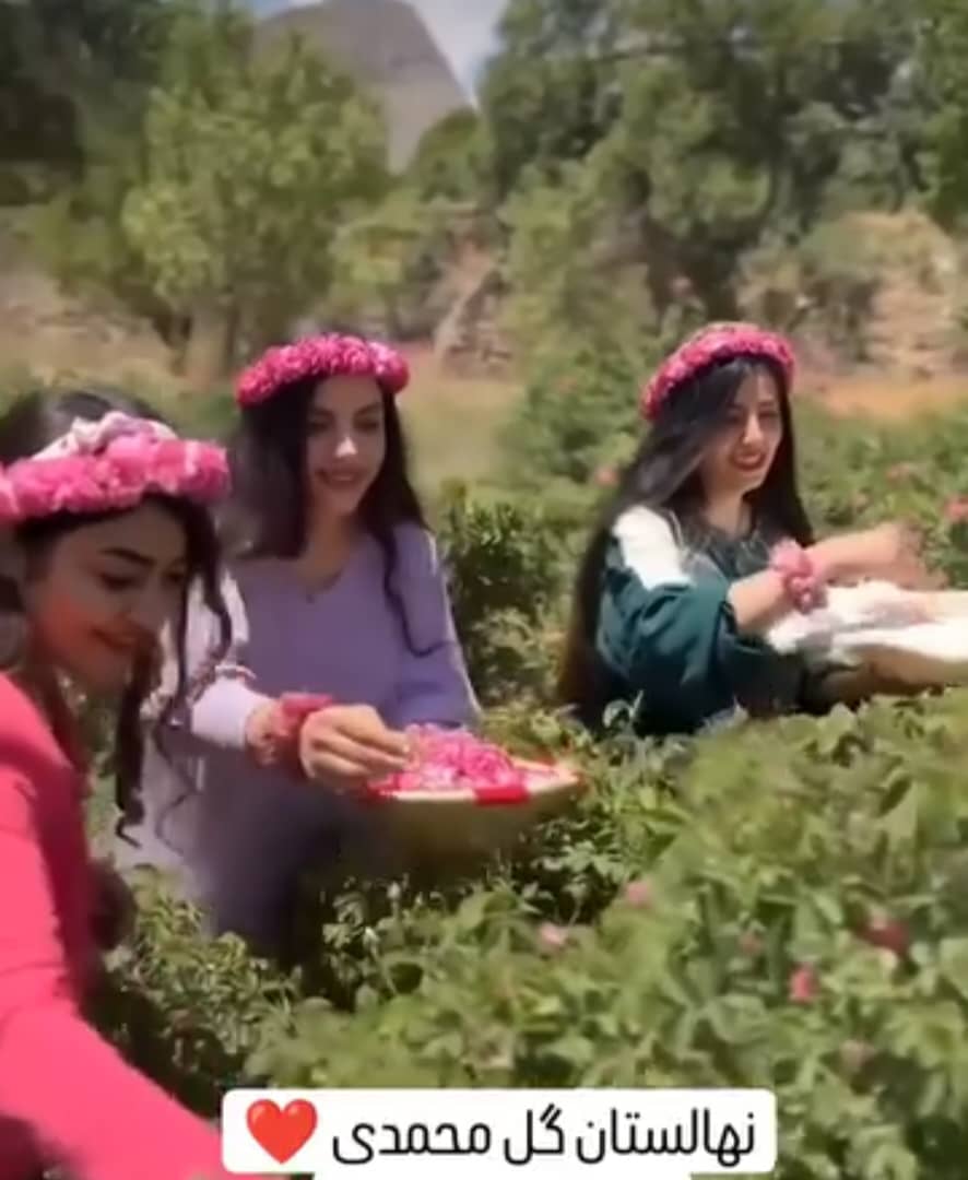 نهالستان گل محمدی در سقز ، آدرس نهالستان گل محمدی در سقز ، ایران مشاغل سامانه برتر ثبت مشاغل کشور