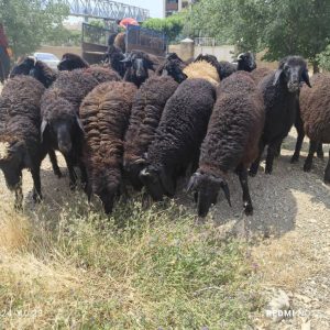 فروش گوسفند زنده رضایی در تهران ، آدرس فروش گوسفند زنده رضایی در تهران ، فروش گوسفند زنده در تهران ، ایران مشاغل سامانه برتر ثبت مشاغل کشور