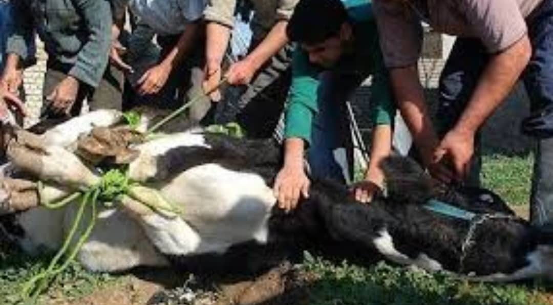 ذبح گاو و گوسفند مهران طالبی در سمنان ، آدرس ذبح گاو و گوسفند مهران طالبی در سمنان ، ایران مشاغل سامانه برتر ثبت مشاغل کشور