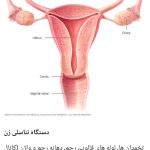 فروش مکمل های ناباروری تقویت اسپرم مردان آنلاین طب باروا در تبریز