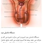 فروش مکمل های ناباروری تقویت اسپرم مردان آنلاین طب باروا در تبریز