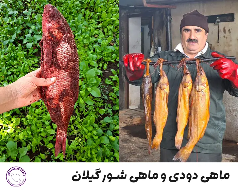 ماهی دودی و ماهی شور