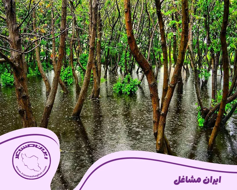 پارک جنگلی انزلی با درختان همیشه در آب