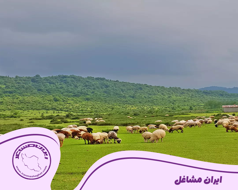 شهرستان شفت
