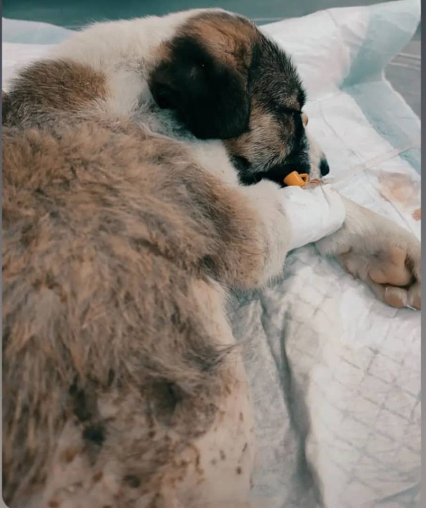 کلینیک دامپزشکی دکتر سروناز گیاهی در گلسار رشت