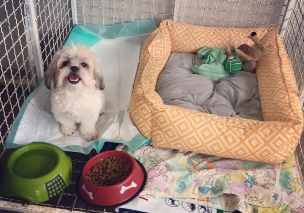 کلینیک دامپزشکی دکتر سروناز گیاهی در گلسار رشت