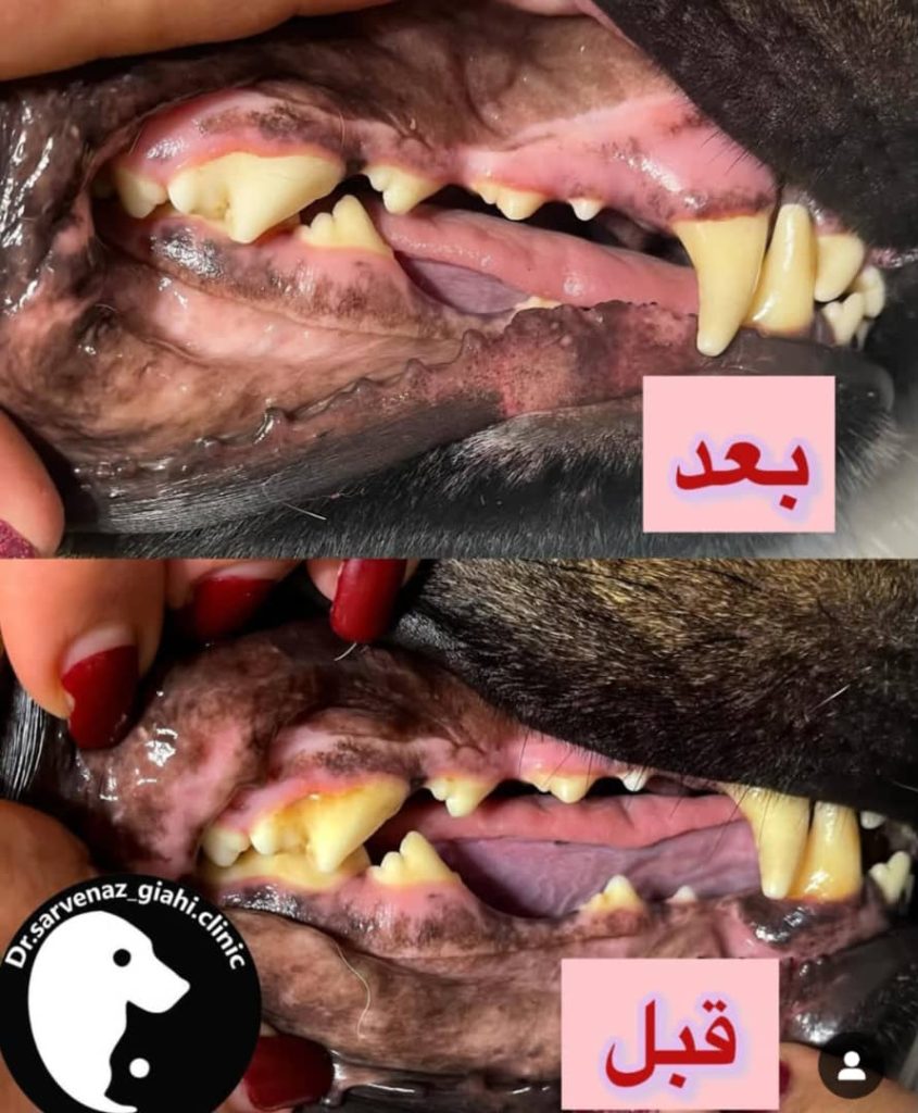 کلینیک دامپزشکی دکتر سروناز گیاهی در گلسار رشت