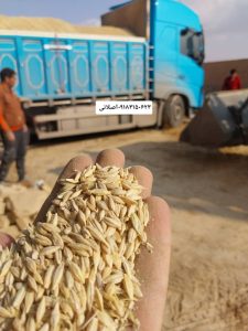 پخش و فروش یونجه و کاه انباری درجه یک اصلانی در همدان